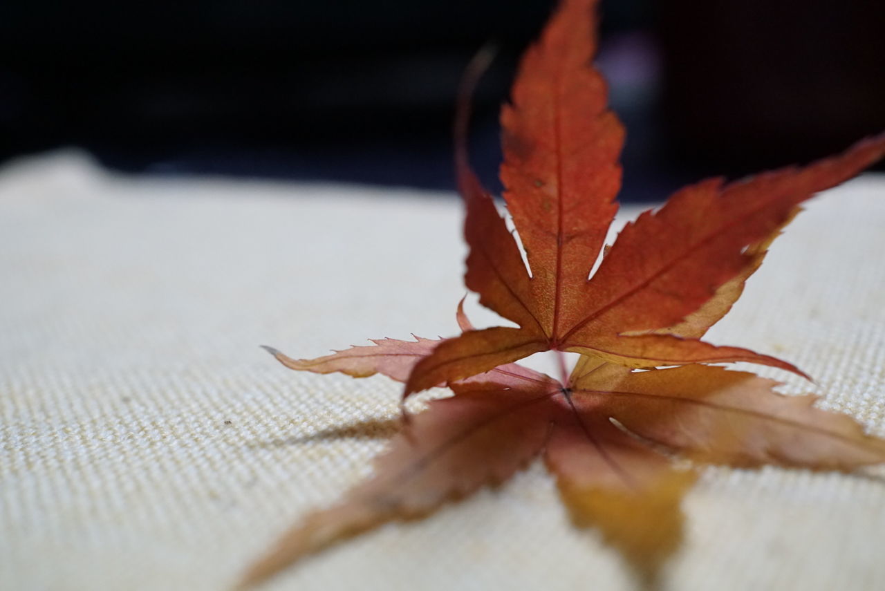 leaf, close-up, autumn, dry, leaf vein, focus on foreground, change, season, selective focus, leaves, maple leaf, nature, fragility, orange color, wood - material, fallen, natural pattern, no people, aging process, indoors