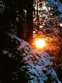 Sunlight streaming through trees in forest during sunset