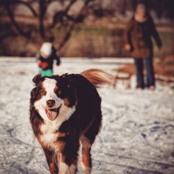 Dog walking on field