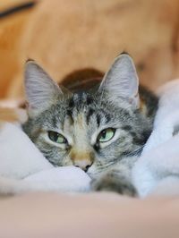 Close-up portrait of cat lying on bed