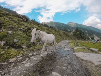 View of a horse on landscape against sky