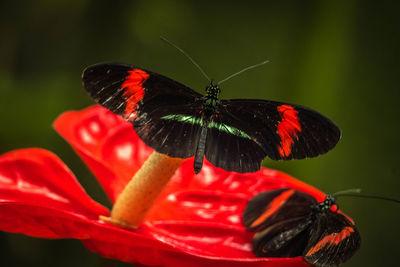 Close-up of butterfly on red flower