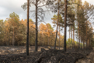 Trees in forest against sky during autumn