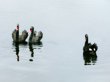 Swans swimming in lake