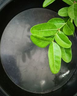 High angle view of wet potted plant