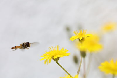 Close-up of bee on yellow flower