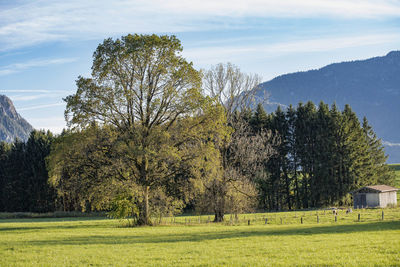 Trees on field against sky