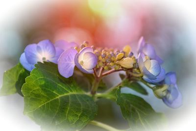 Close-up of purple flowering plant