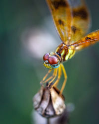 Closeup of a eastern amber wing dragonfly in shadow creek ranch nature trail in pearland, texas