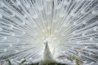 Full frame shot of white peacock