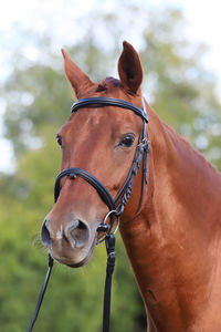 Close-up of a horse