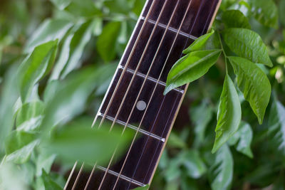 Close-up of guitar on plant