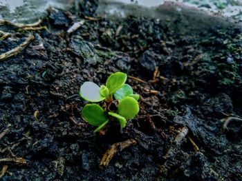 Close-up of young plant growing outdoors