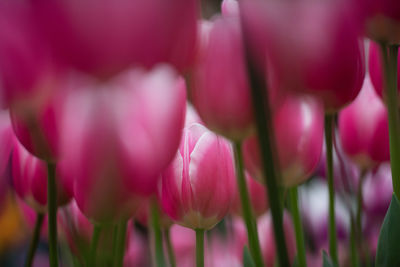 Close-up of pink tulips
