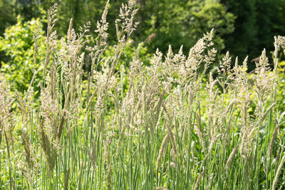 Plants growing on field