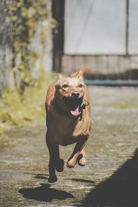 Picture of a mixed breed dog in action