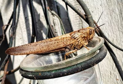 Close-up of grasshopper on metal