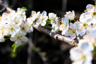 Close-up of white cherry blossom tree