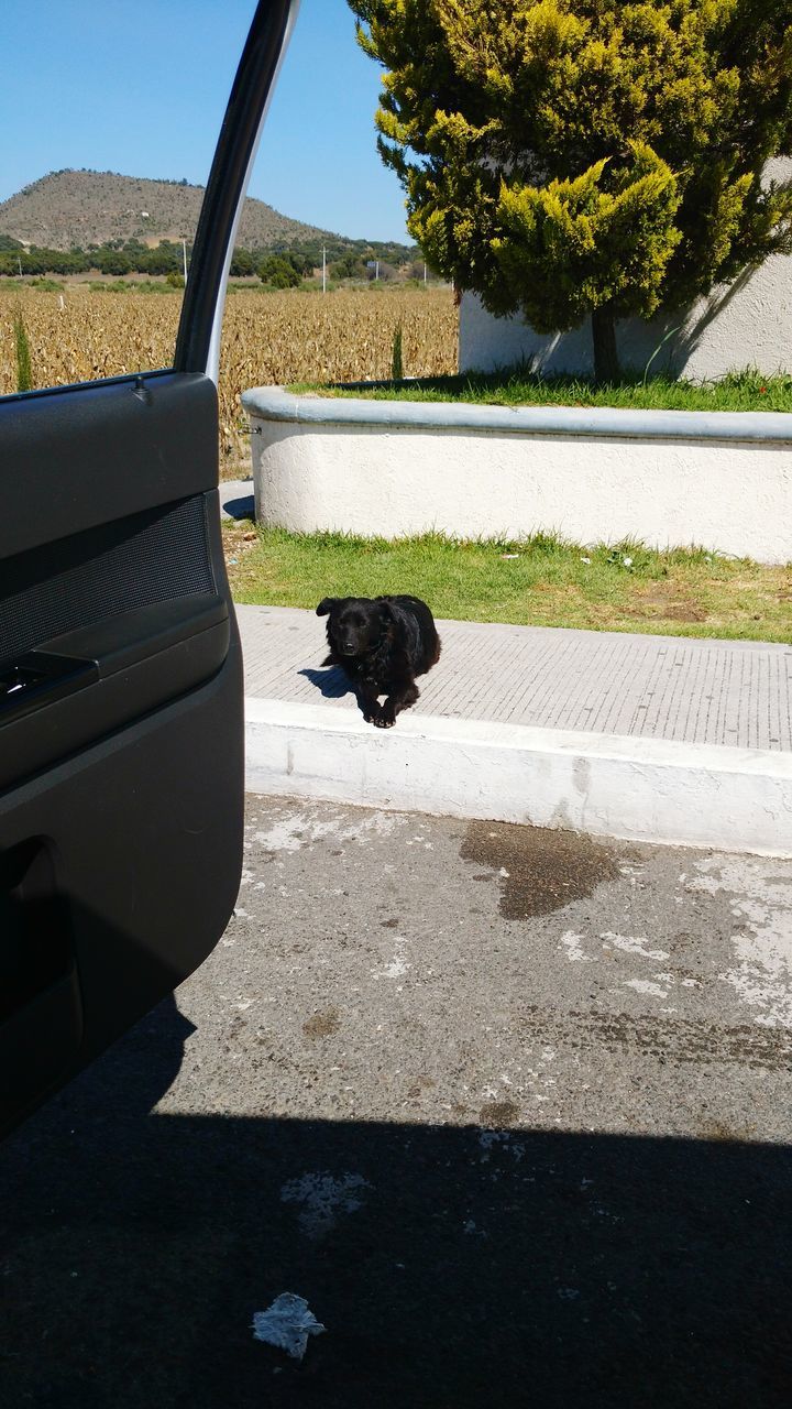 car, tree, transportation, one animal, animal themes, sunlight, mode of transport, shadow, day, pets, domestic animals, land vehicle, dog, no people, outdoors, mammal, sky, nature