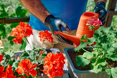 Hands of a man watering with watering can the ground in flower pot with geraniums just planted