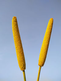 Low angle view of yellow crops against clear blue sky