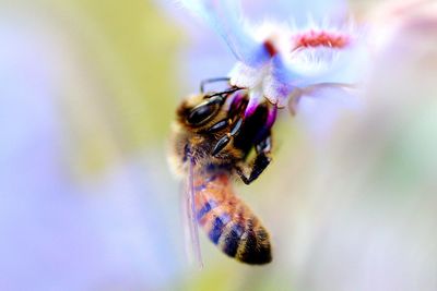Close-up of bee on purple flower