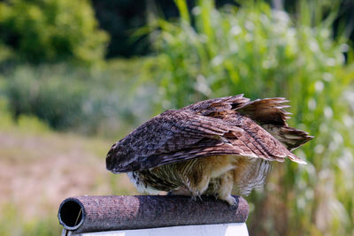 Close-up of bird perching on wood