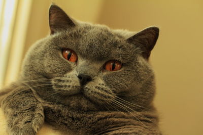 Close-up portrait of a cat