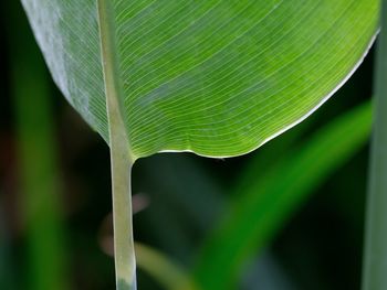 Close-up of green leaves