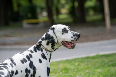 Close-up of dog on grass