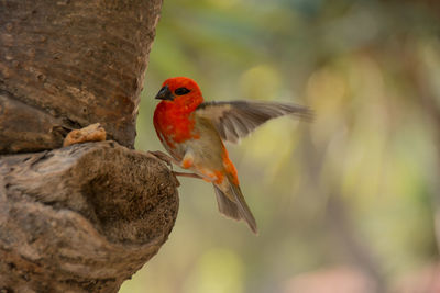 Close-up of bird perching on a tree