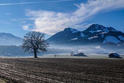 Scenic view of agricultural field against sky