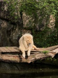 Sheep standing on a lake