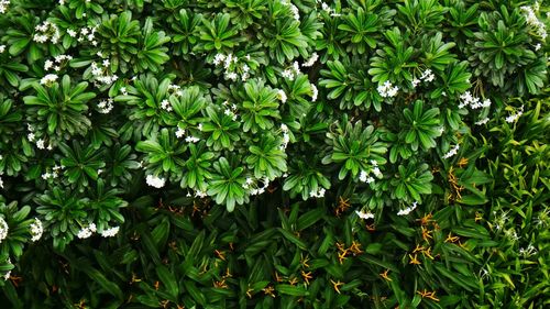 Plants growing in a park