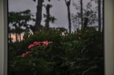 Close-up of red rose blooming against sky