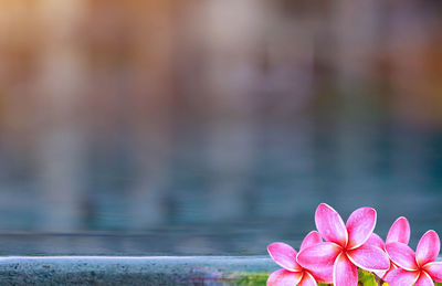 Close-up of pink lotus water lily