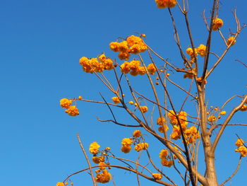 Low angle view of orange tree against clear sky