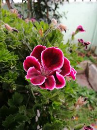 Close-up of pink flower blooming outdoors