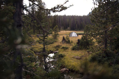 Tent amidst trees on grassy field at forest