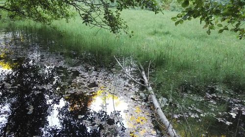 Reflection of trees in water