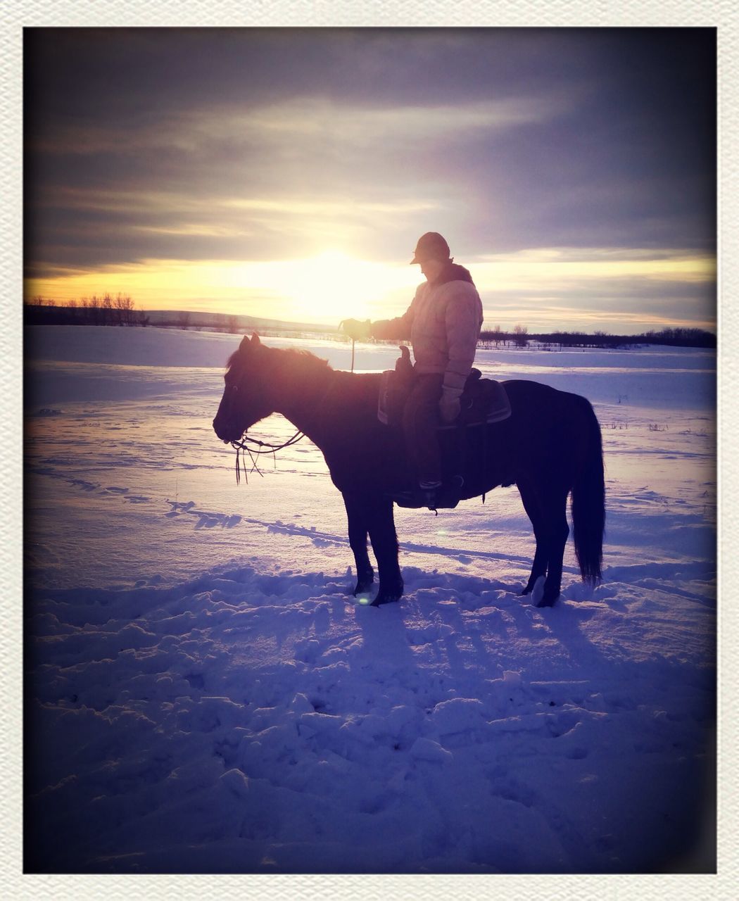 sunset, animal themes, domestic animals, water, sea, beach, silhouette, sky, one animal, mammal, sun, dog, nature, horse, shore, sunlight, auto post production filter, pets, full length, cloud - sky