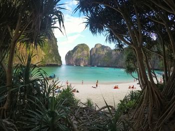 Scenic view of palm trees on beach