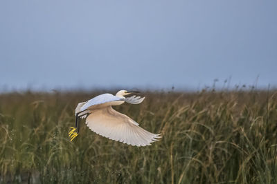 Bird flying over a field