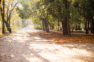 Footpath amidst trees in park during autumn