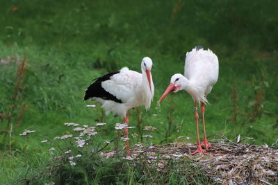 Birds in a field