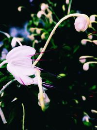 Close-up of flower blooming outdoors