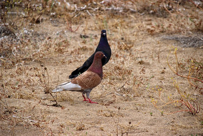 Bird perching on a field