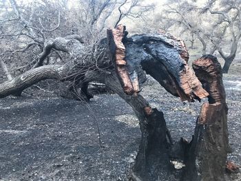 View of a tree trunk