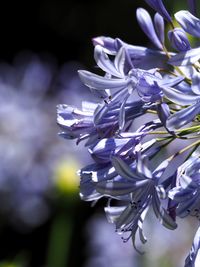 Close-up of purple flowers