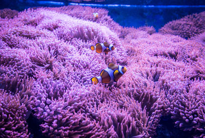 View of fishes swimming in sea